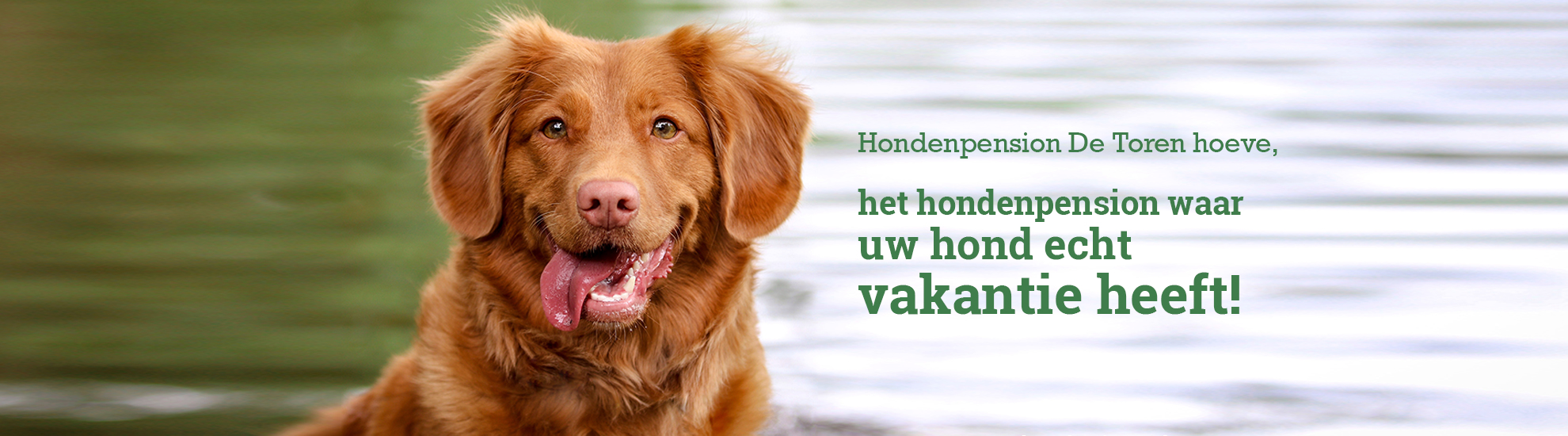 alledaags Additief Vervagen Hondenpension De Toren hoeve in Biddinghuizen, Flevoland